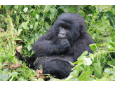 DR Congo (Gorillas & Volcano)