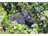 DR Congo (Gorillas & Volcano)