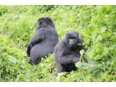 DR Congo (Gorillas & Volcano)