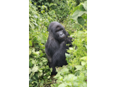 DR Congo (Gorillas & Volcano)