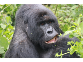 DR Congo (Gorillas & Volcano)