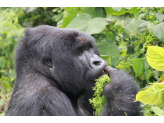 DR Congo (Gorillas & Volcano)