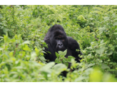 DR Congo (Gorillas & Volcano)