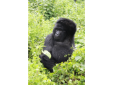 DR Congo (Gorillas & Volcano)