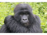 DR Congo (Gorillas & Volcano)