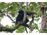 DR Congo (Gorillas & Volcano)