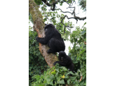 DR Congo (Gorillas & Volcano)