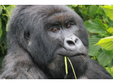 DR Congo (Gorillas & Volcano)