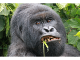 DR Congo (Gorillas & Volcano)