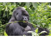 DR Congo (Gorillas & Volcano)