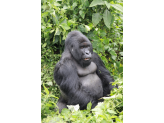 DR Congo (Gorillas & Volcano)