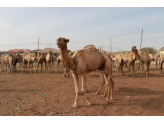 Somaliland