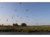 Senegal