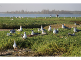 Senegal