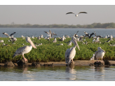 Senegal