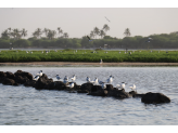 Senegal