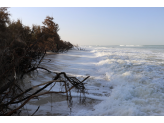 Senegal