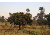 Gambia