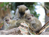 Gambia