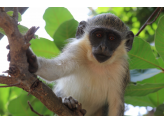 Gambia