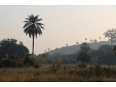 Guinea