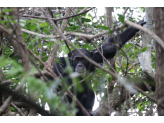 Guinea