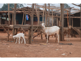 Guinea