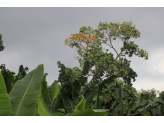 Sao Tome