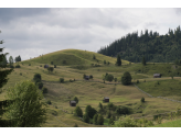 Bucovina