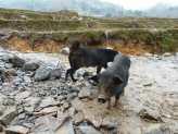 Sapa ricefields in norhern Vietnam