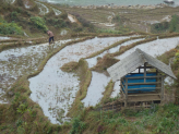 Sapa ricefields in norhern Vietnam