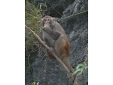 Halong Bay (Vietnam)