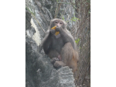 Halong Bay (Vietnam)