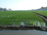 Mekong delta  (Vietnam)