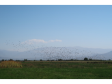 Armenia