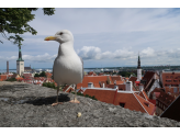 Tallinn