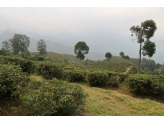 Darjeeling